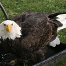 Wainfleet Fall Fair 2009